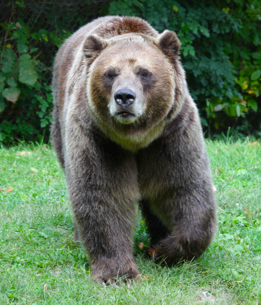 A Male Grizzly Bear