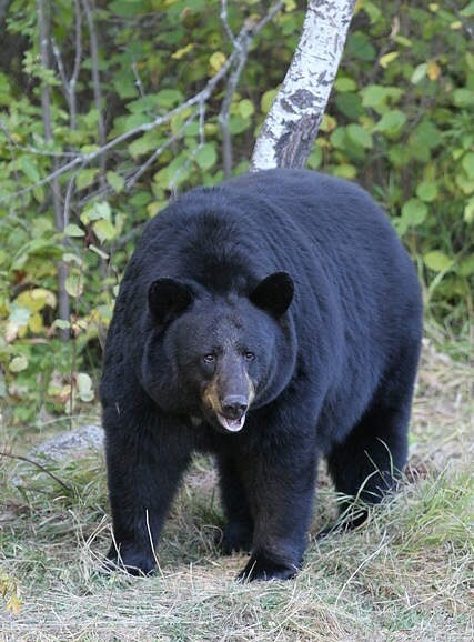 Species Profile: The American Black Bear