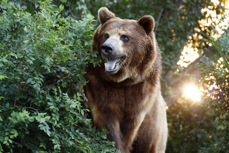 21 Facts About Bears You Probably Didn’t Know