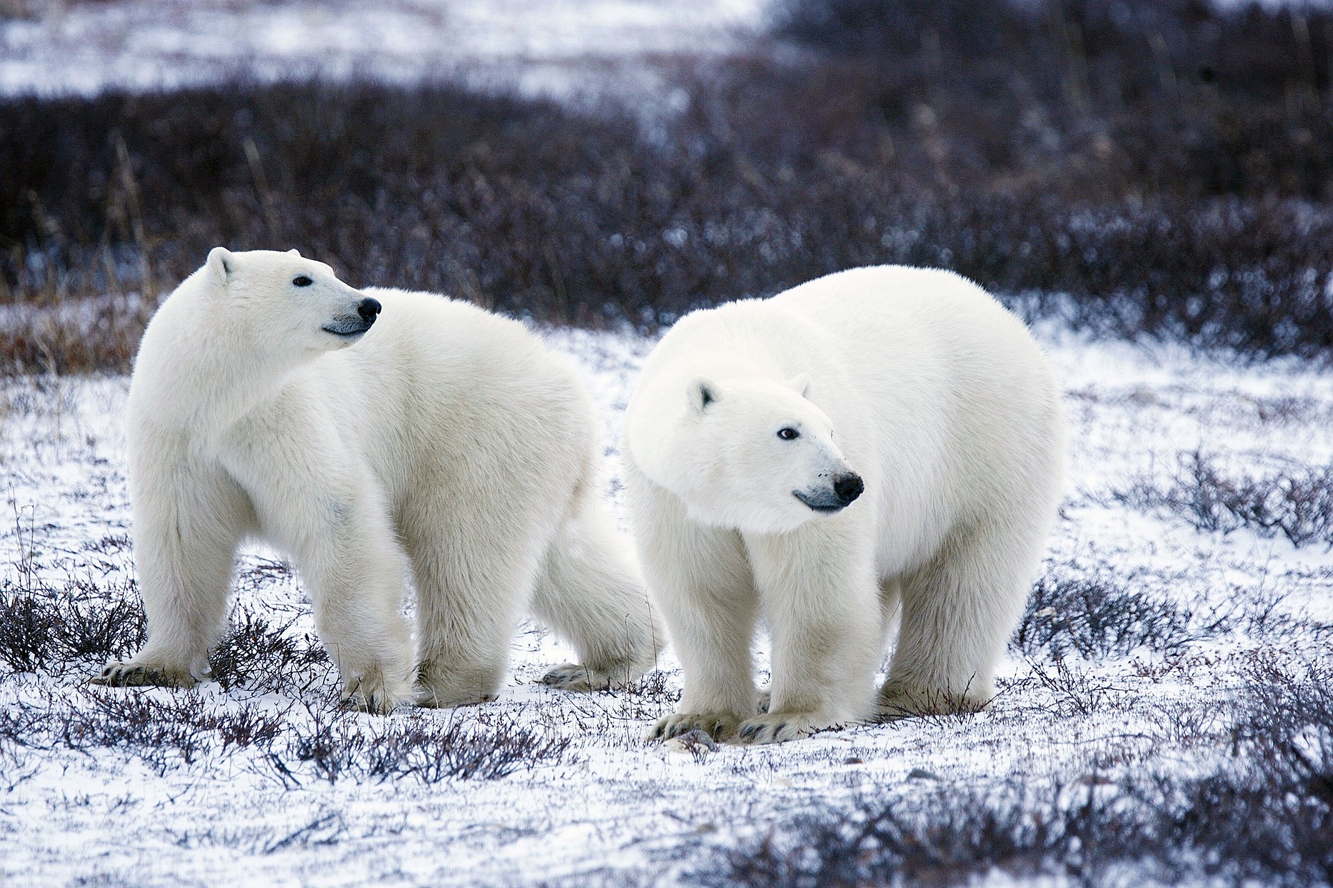 A couple of Polar bears