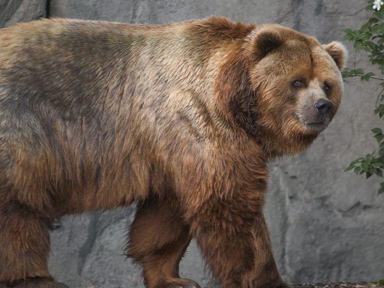 Species Profile: The Kodiak Bear