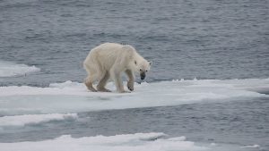 A Starving Polar Bear 
