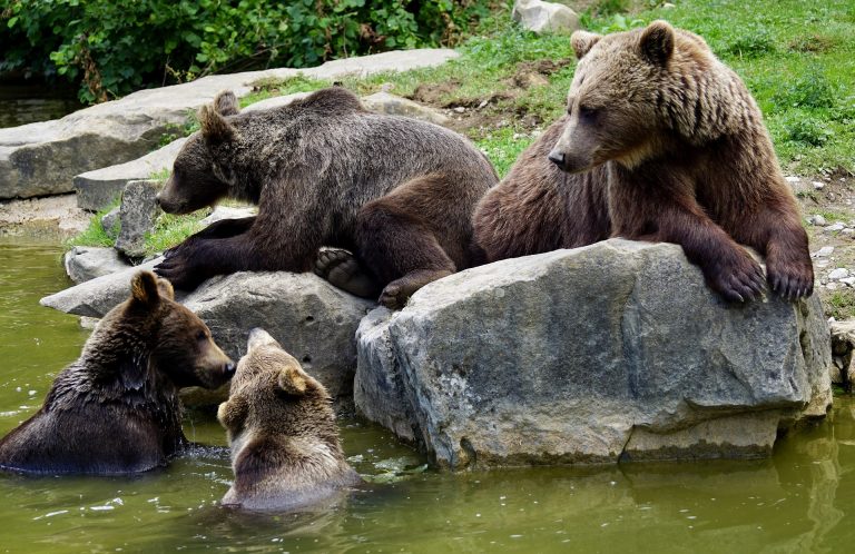 10 Of The Best Places To See Bears In The Wild Worldwide