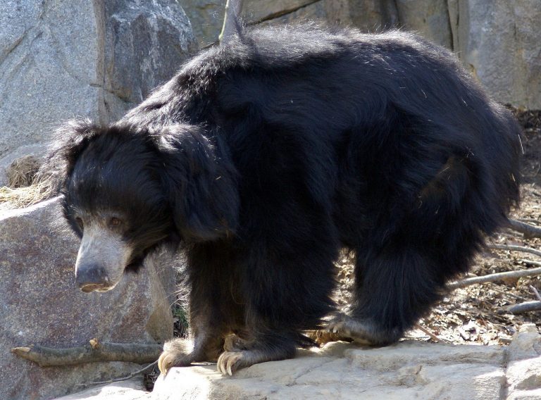 Species Profile: The Sloth Bear
