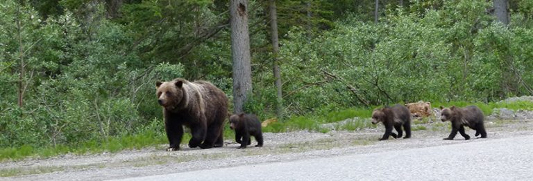 Canadian Province Agrees To End Grizzly Bear Trophy Hunting