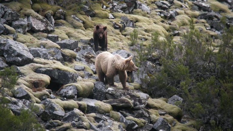 Species Profile: The Cantabrian Brown Bear