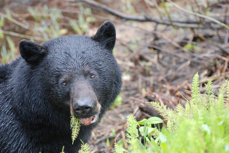 Supplemental Bear Feeding: Does It Solve Or Cause More Problems?