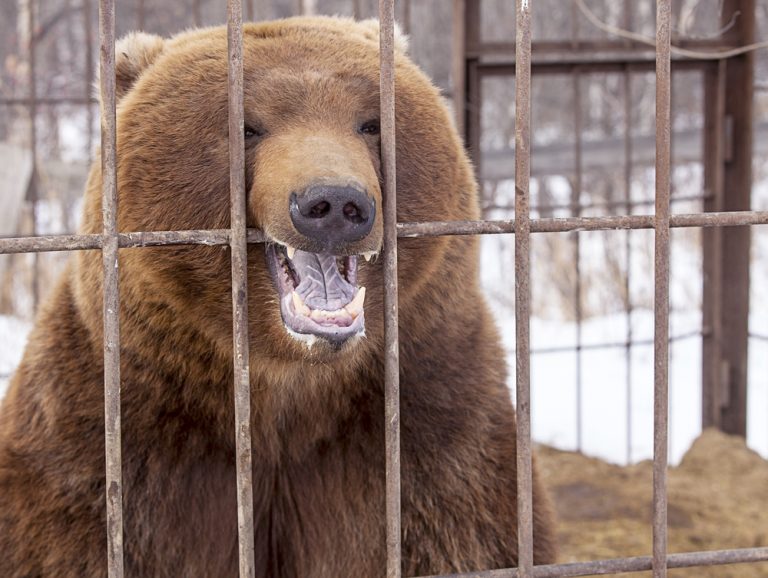 Top 10 Bear Sanctuaries Worldwide For Bear Lovers