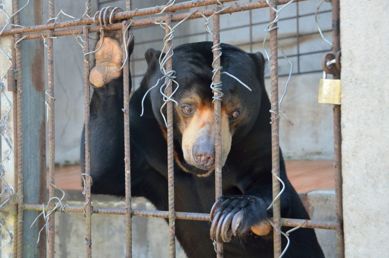 How Much Can You Bear? FOUR PAWS Campaign For Vietnam’s Bear Bile Farms