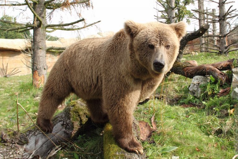 Conservation Spotlight On The “Yeti”: Saving The Himalayan Brown Bear
