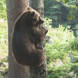Can bears climb trees?