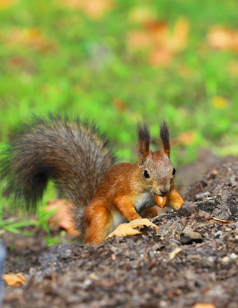 Are Squirrel Nut Stockpiles To Blame For Bear-Train Collisions?