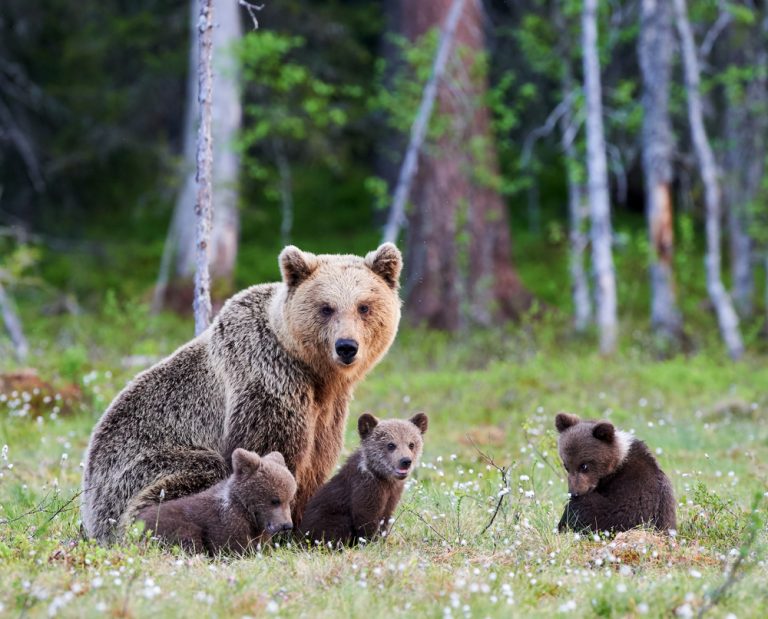 A Romanian Bear And Her Cubs Cut off Dracula’s Castle