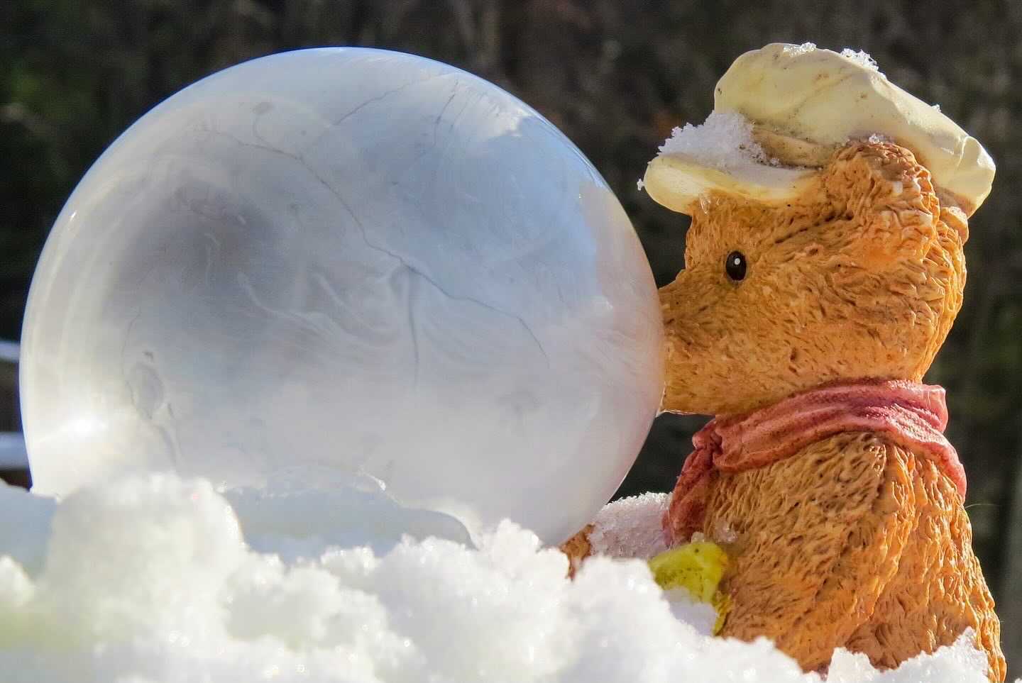 ice globe bubble bear