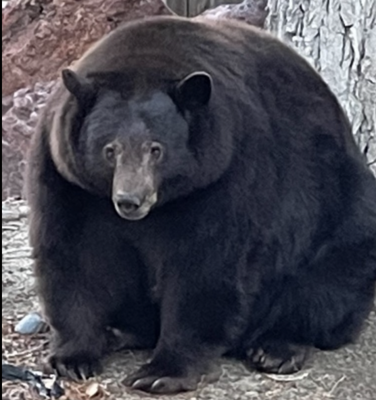 Looking for Hank the Tank Bear in Lake Tahoe