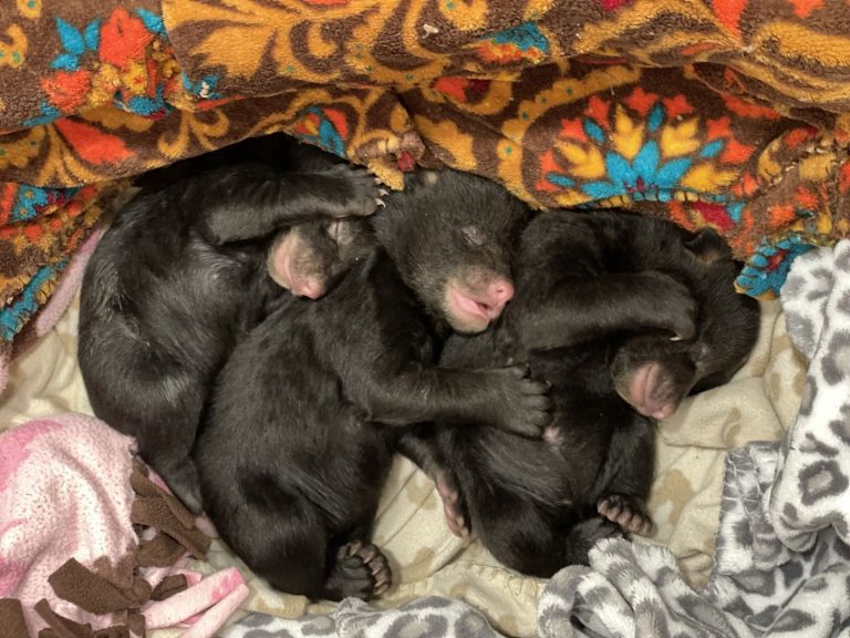 Three Black Bear Cubs Rescued in New Hempshire