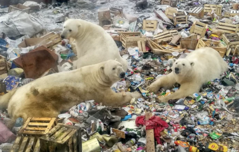 Polar Bear Population is Threatened by Human Waste