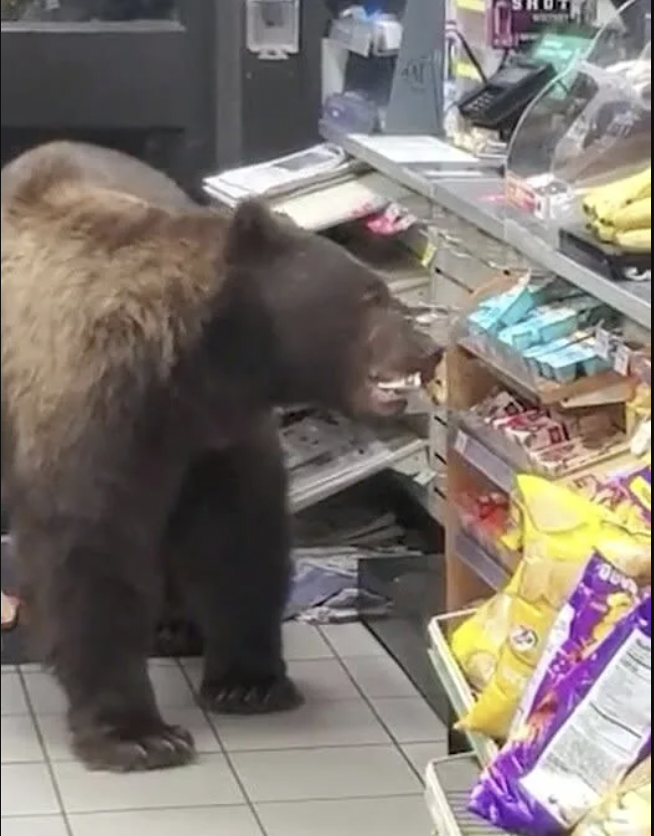 Brown Bear Stole Candy from 7-Eleven￼￼￼￼