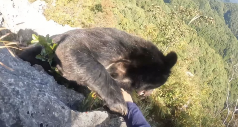 Rock Climber Fought Off Bear in Japan