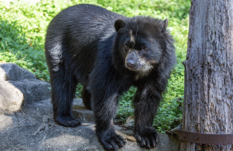 Smithsonian Welcomes two Andean Bear Cubs