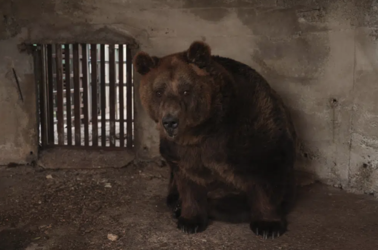 Albania’s Last Restaurant Bear is Free