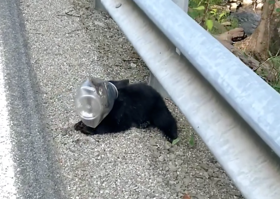 Distressed Bear Cub Rescued from Plastic Container