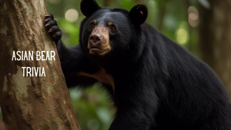 Bearing the Facts: An Exciting Trivia Game About the Asian Black Bear