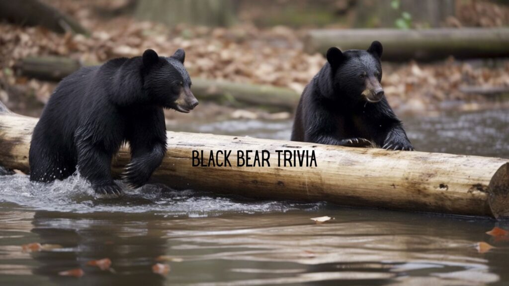 Black Bear Trivia Game