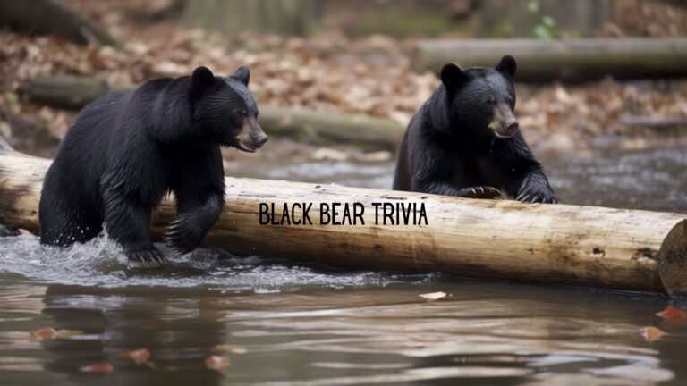 Know Your Bears: The Black Bear Trivia Game