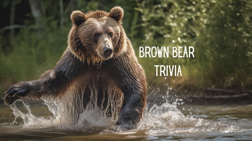 Brown Bear Trivia Game