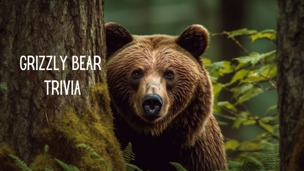 Grizzly Bear Trivia Game