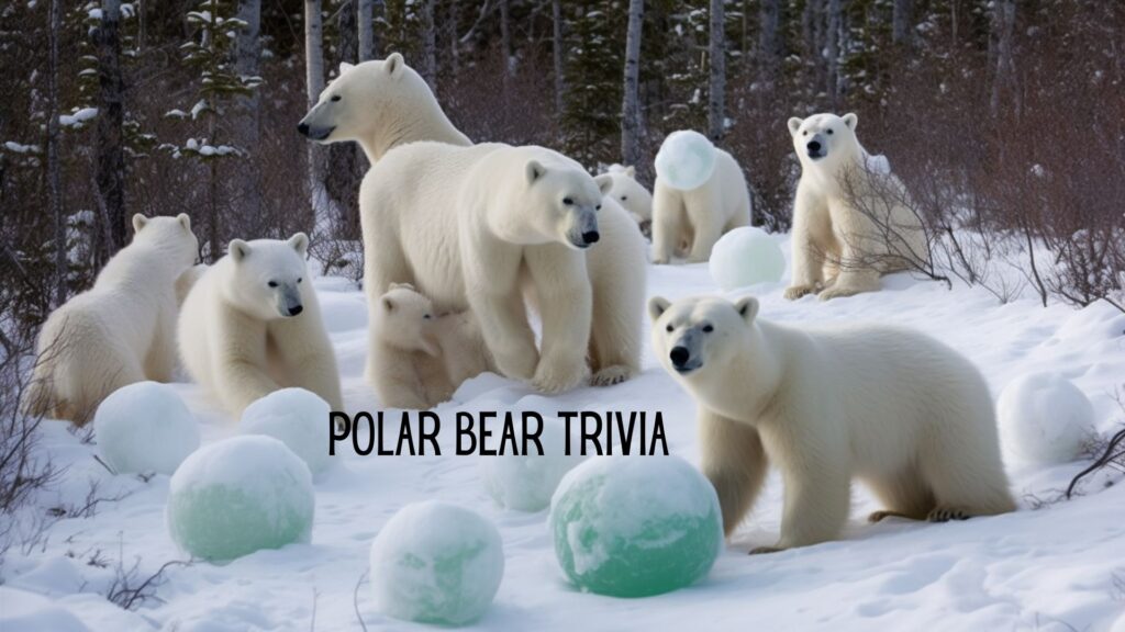 Polar Bear Trivia Game