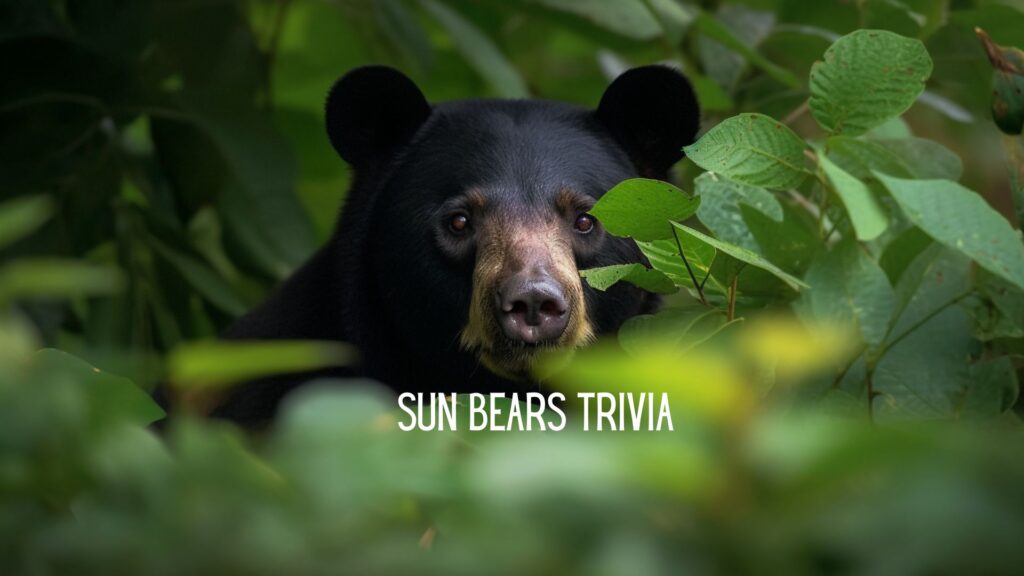 Sun Bear Trivia Game
