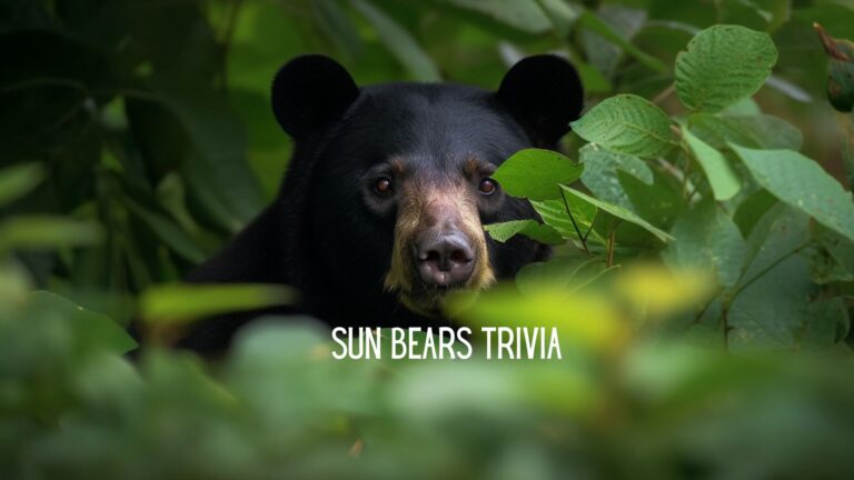 The Sun Bear Quiz: Test Your Knowledge!