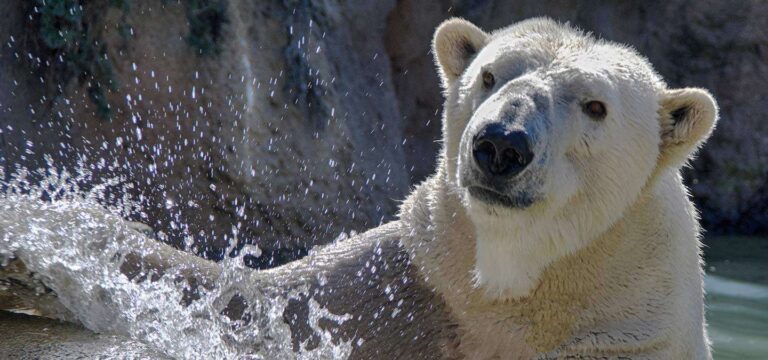 Polar Bear Payton Dies Mid Zoo Transfer