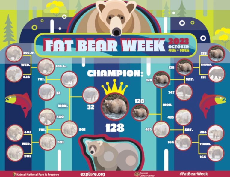 Bear 128 Is Crowned Fat Bear Week Winner