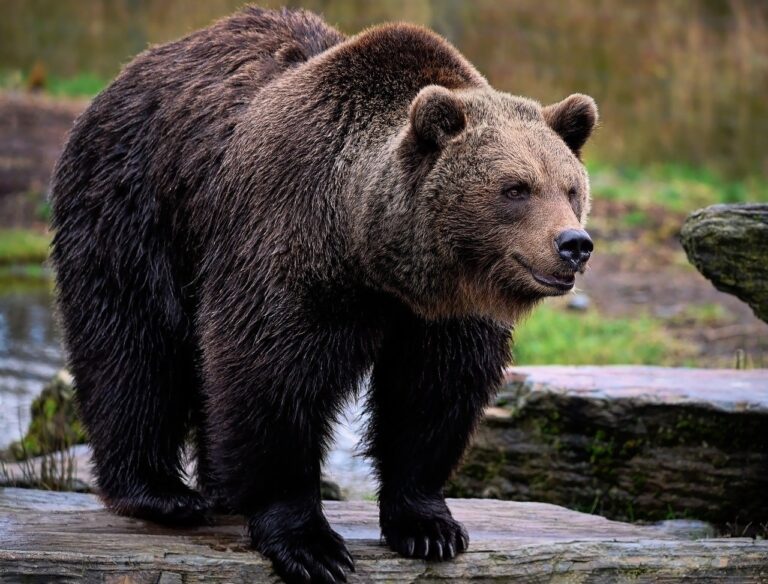 Two People Killed by a Grizzly Bear in Canada’s Park