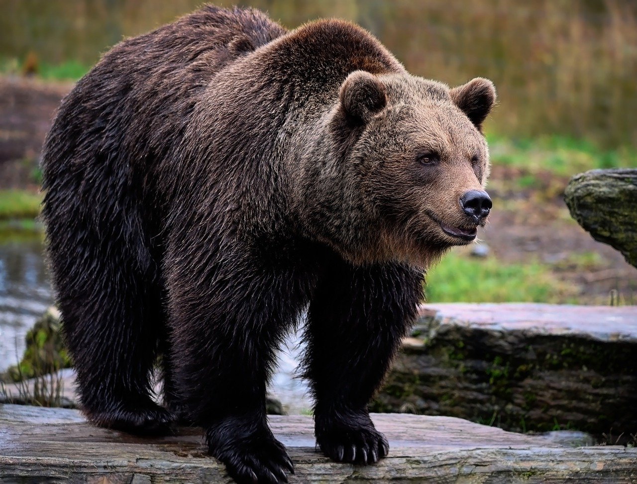 two people killed by a grizzly bear