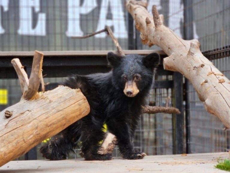 Meet Buddy the Black Bear at Bearizona