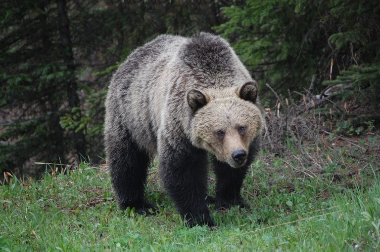 Othel Lee Pearson charged with illegally killing a bear